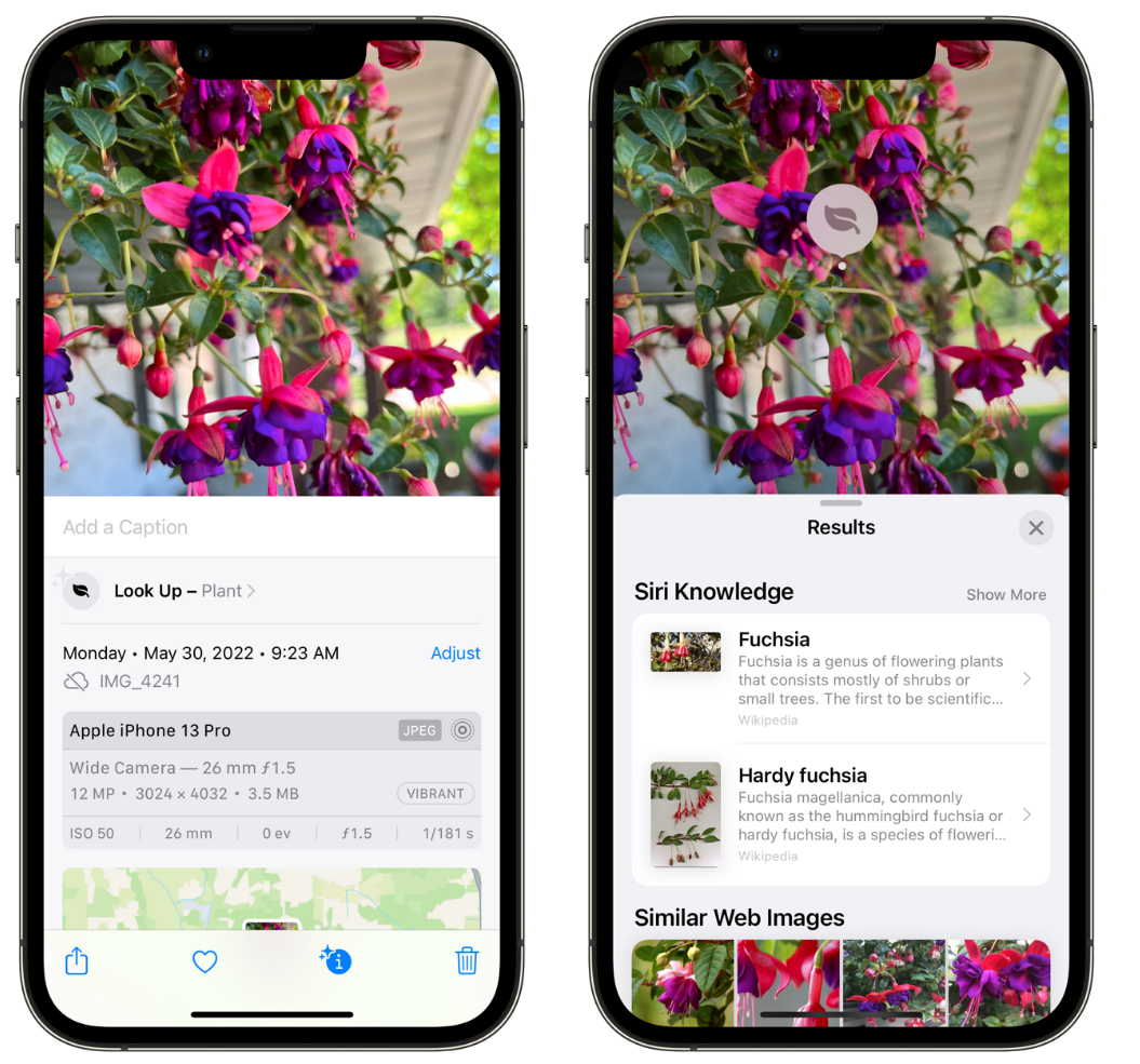 达拉特苹果手机维修分享小技巧：使用 iPhone 相机识别花卉植物 
